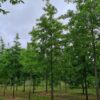 Moeraseik | Hoogstam