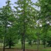 Moeraseik | Hoogstam