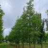 Moeraseik | Hoogstam