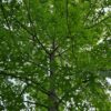 Moeraseik | Hoogstam