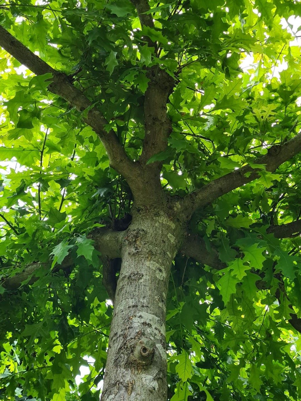 Moeraseik | Dakvorm