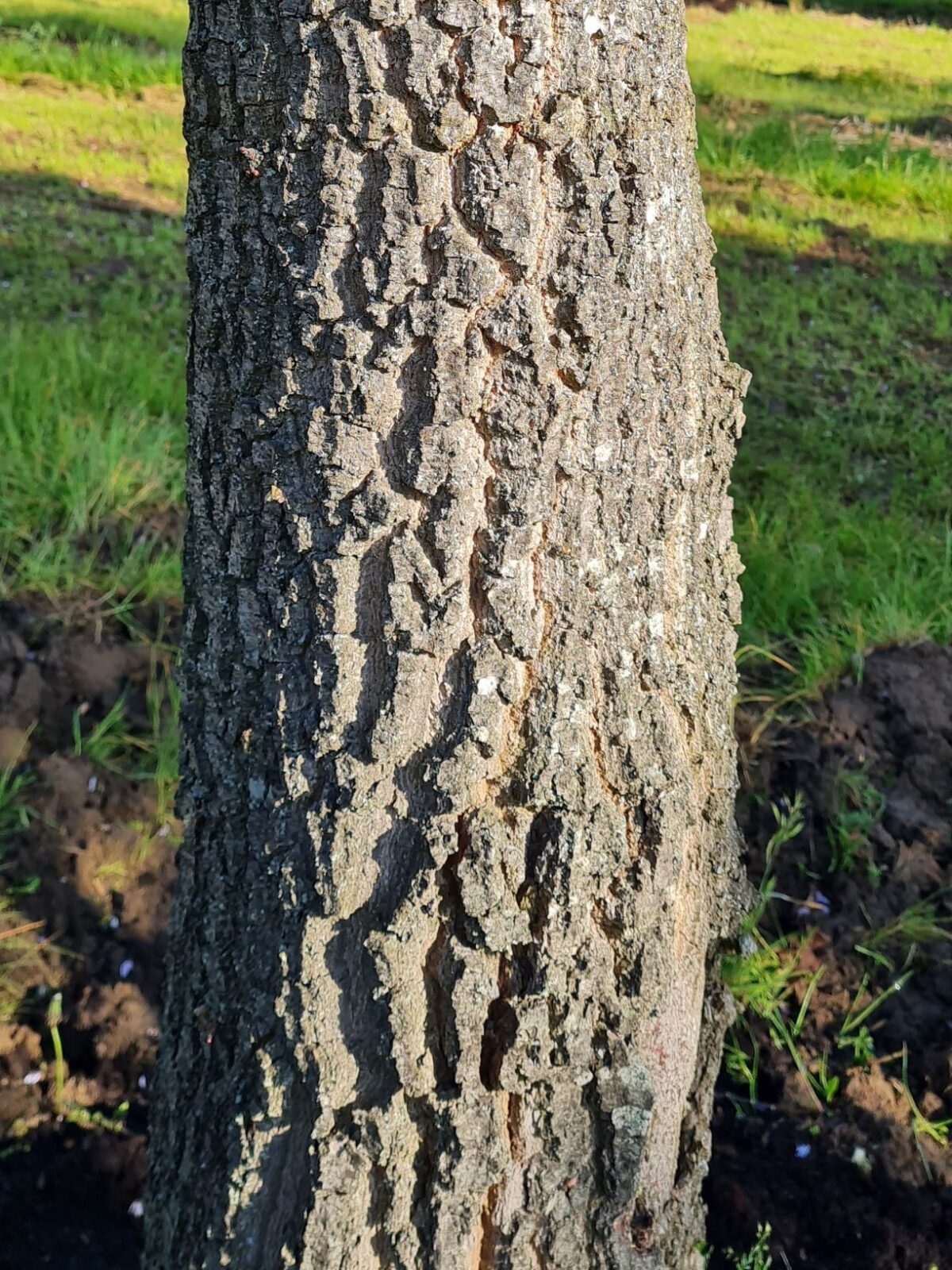Moseik | Hoogstam