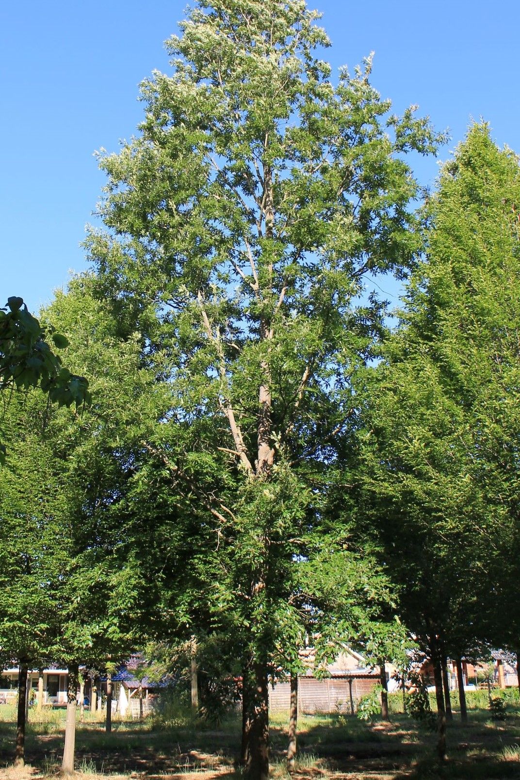 Moseik | Hoogstam