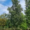 Moseik | Hoogstam