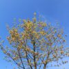Noorse esdoorn 'Deborah' | Hoogstam