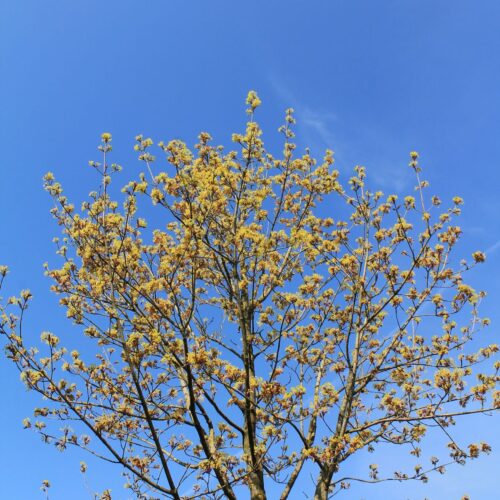 Noorse esdoorn 'Deborah' | Hoogstam