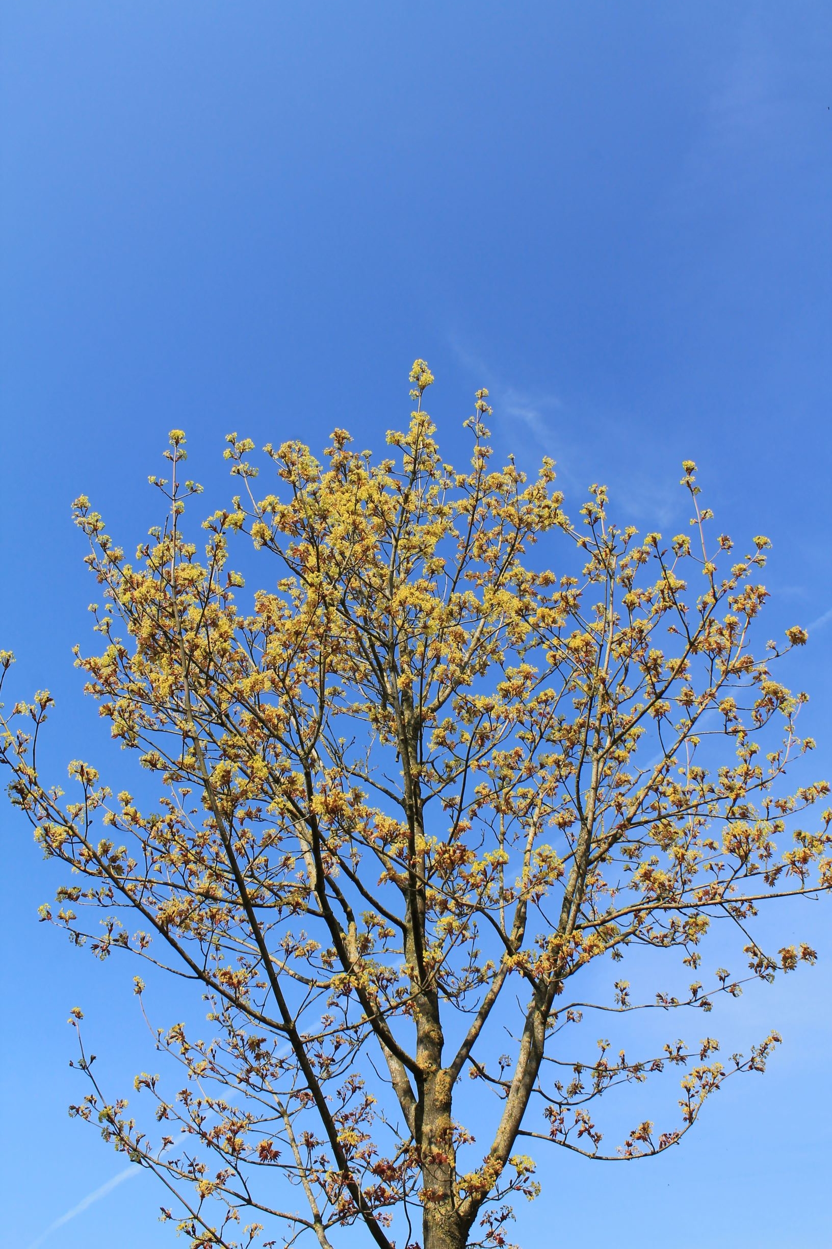 Noorse esdoorn ‘Deborah’ | Hoogstam