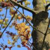 Noorse esdoorn 'Deborah' | Hoogstam