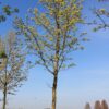 Noorse esdoorn 'Deborah' | Hoogstam