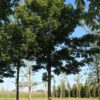 Noorse esdoorn 'Deborah' | Hoogstam