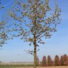 Noorse esdoorn 'Deborah' | Hoogstam