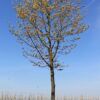 Noorse esdoorn 'Deborah' | Hoogstam