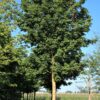 Noorse esdoorn 'Deborah' | Hoogstam