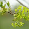 Noorse Esdoorn 'Eurostar' | Hoogstam