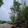 Noorse Esdoorn 'Eurostar' | Hoogstam