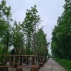 Noorse Esdoorn 'Eurostar' | Hoogstam