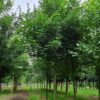 Noorse Esdoorn 'Eurostar' | Hoogstam
