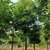 Noorse Esdoorn 'Eurostar' | Hoogstam