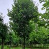 Noorse Esdoorn 'Eurostar' | Hoogstam
