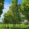 Oosterse plataan | Meerstammig