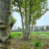 Oosterse plataan | Meerstammig