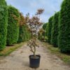 Paarse pruikenboom | Meerstammig