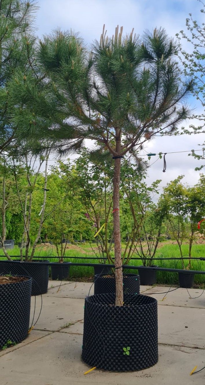 Parasolden/Pijnboom