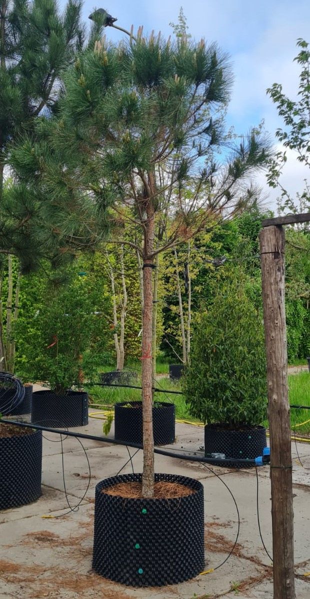 Parasolden/Pijnboom