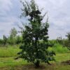 Perenboom 'Doyenné du comice' | Laagstam