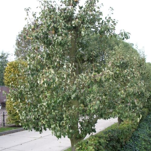 Perenboom 'Doyenné du comice' | Hoogstam
