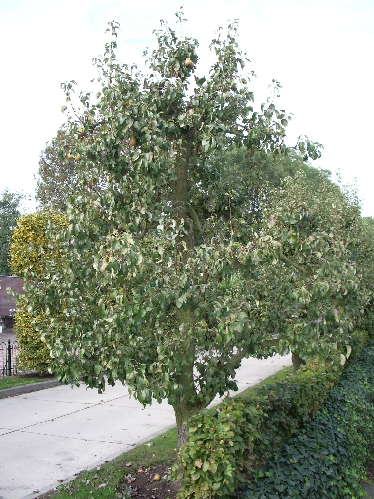 Perenboom 'Doyenné du comice' | Hoogstam