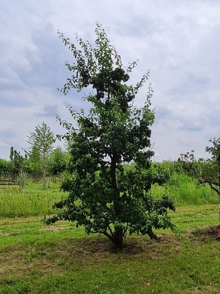 Perenboom 'Doyenné du comice' | Hoogstam