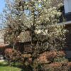 Perenboom 'Doyenné du comice' | Hoogstam