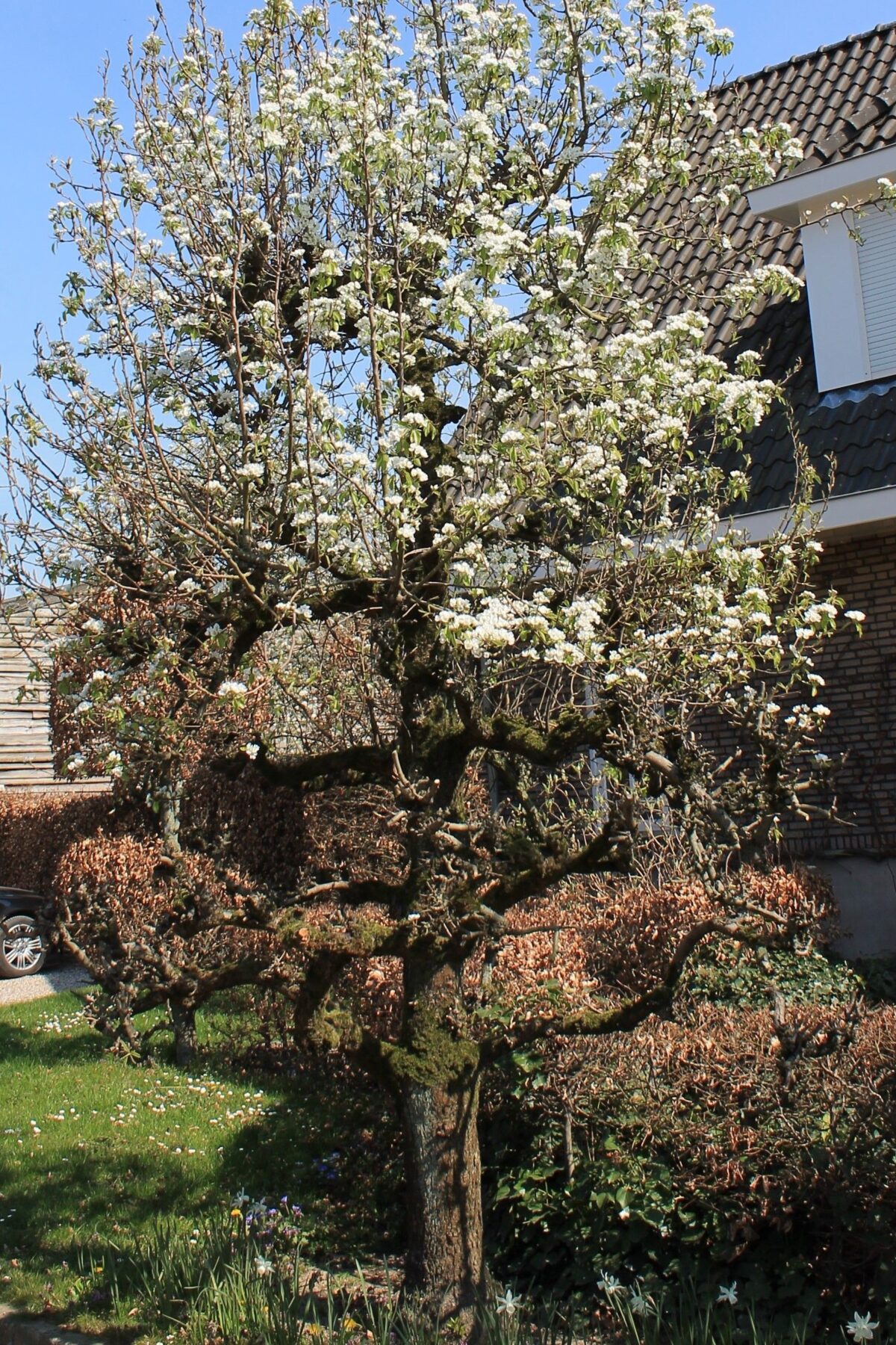 Perenboom 'Doyenné du comice' | Hoogstam