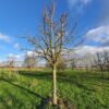 Perenboom 'Doyenné du comice' | Hoogstam