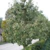Perenboom 'Doyenné du comice' | Laagstam