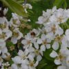 Perenboom 'Doyenné du comice' | Laagstam