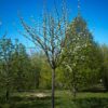 Sierpeer 'Beech hill' | Hoogstam