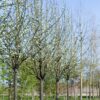 Sierpeer 'Beech hill' | Hoogstam