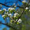 Sierpeer 'Beech hill' | Hoogstam