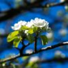 Sierpeer 'Beech hill' | Hoogstam