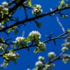 Sierpeer 'Beech hill' | Hoogstam