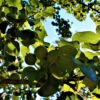 Sierpeer 'Beech hill' | Hoogstam