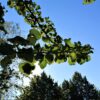 Sierpeer 'Beech hill' | Hoogstam