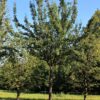 Sierpeer 'Beech hill' | Hoogstam