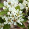 Perenboom 'Conference' | Laagstam