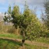Perenboom 'Conference' | Laagstam