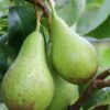 Perenboom 'Conference' | Laagstam