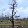 Perenboom 'Conference' | Laagstam