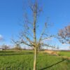 Perenboom 'Conference' | Laagstam